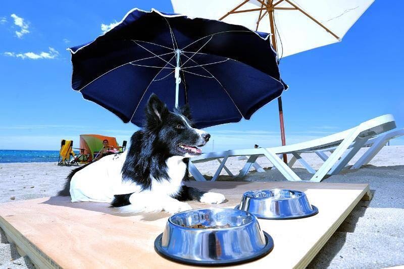 Turismo saca a licitación una “food truck” y zona de sombrillas para la “Doggy Beach” de Agua Amarga