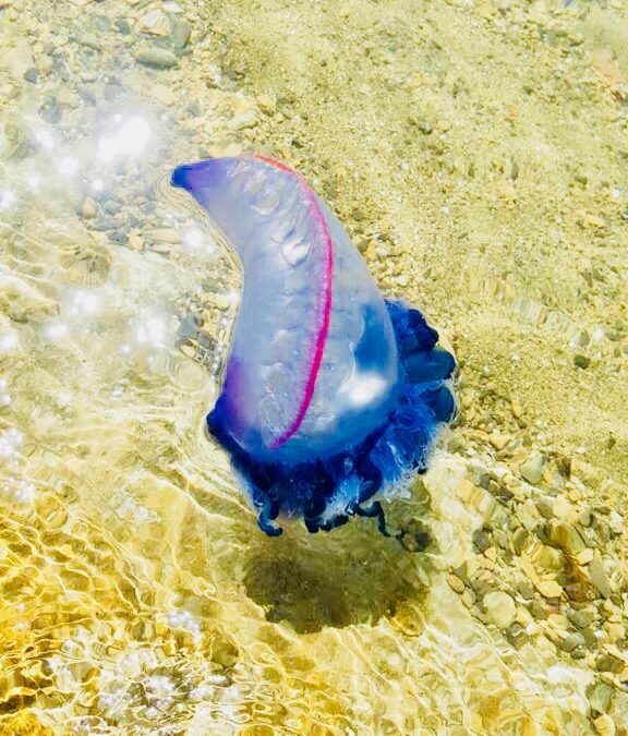 Recommendations to the bite of Portuguese man-of-war
